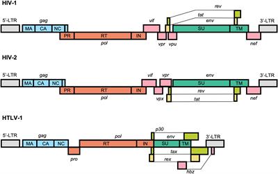 Molecular Biology and Diversification of Human Retroviruses